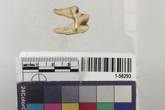 Hearst Museum object 1 of 2 titled Tooth, accession number 1-58293, described as Coyote or wolf