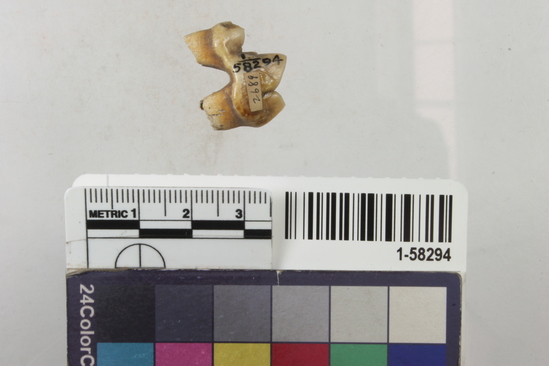 Hearst Museum object 1 of 2 titled Tooth, accession number 1-58294, described as Coyote or wolf