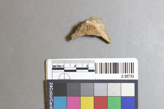 Hearst Museum object titled Mammal bone, accession number 2-35733, described as Castor canadensis maxilla fragment.