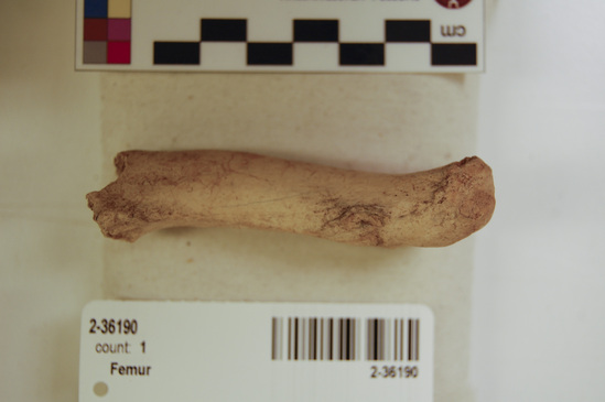 Hearst Museum object titled Mammal bone, accession number 2-36190, described as Sea otter, left femur.