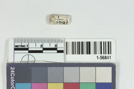 Hearst Museum object 4 of 6 titled Beads, accession number 1-56841, described as Beads, tubular, shell