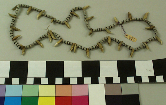 Hearst Museum object titled Necklace, accession number 11-382, described as Thin necklace of teeth and shells.