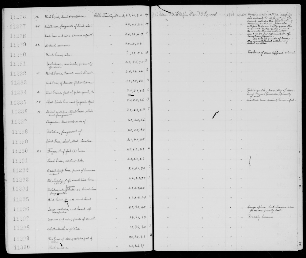 Documentation associated with Hearst Museum object titled Faunal remains, accession number 1-11300, described as 1 fish vertebra, 1 shell