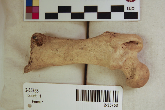 Hearst Museum object 14 of 14 titled Mammal bone, accession number 2-35753, described as Sea otter, left femur.