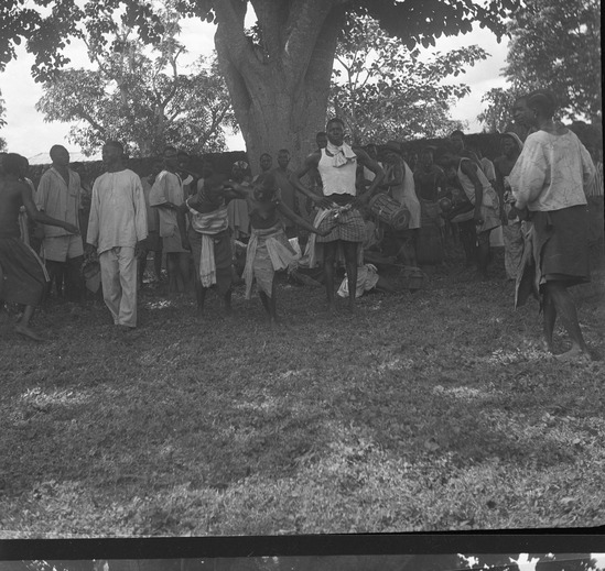 Hearst Museum object titled Black-and-white negative, accession number 15-30986, described as Black and white negative, 2.25" Nigeria, Meko, Atinga - witch-tree cutting, 1950-1951