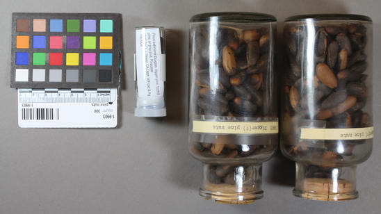 Hearst Museum object titled Pine nuts, accession number 1-9903, described as Specimen, ethnobotanical.  Gray (?) pine nuts, 4 bottles.