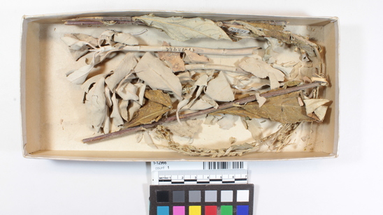 Hearst Museum object titled Botanical remains, accession number 1-12966, described as White sage of two varieties.