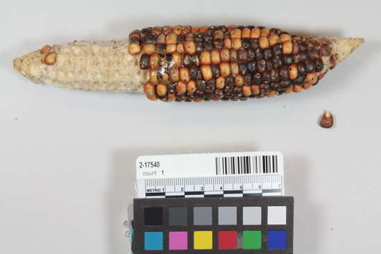 Hearst Museum object 3 of 4 titled Corn cob, accession number 2-17540, described as Ear of orange and brown corn. 16 rows, shallow grain. Pointed butt, minute stem.