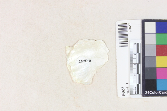 Hearst Museum object titled Shell, accession number 9-3657, described as shell