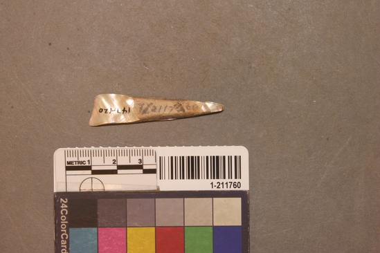 Hearst Museum object titled Shell fragment, accession number 1-211760, described as Triangular haliotis; fragmentary.