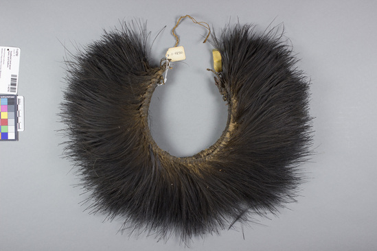 Hearst Museum object titled Headband, bent wood frame, bird feathers, accession number 11-42782, described as Headband, bent wood frame, black cassowary feathers, fiber wrapping, 3 layers. Inside circumference - 37.0 cm; feather length - 13.0 cm. Used in ceremonial dance.