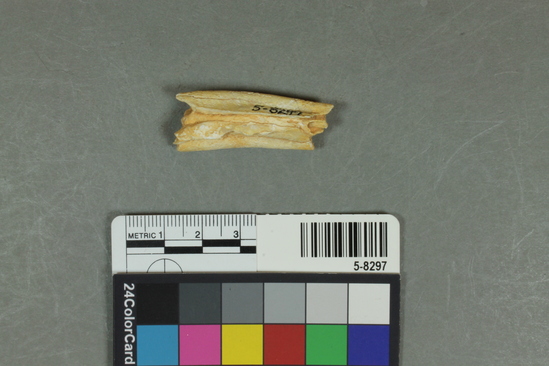 Hearst Museum object titled Tooth, accession number 5-8297, described as Tooth fragment