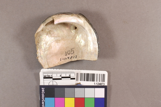 Hearst Museum object titled Shell fragment, accession number 1-124873, described as Chipped.