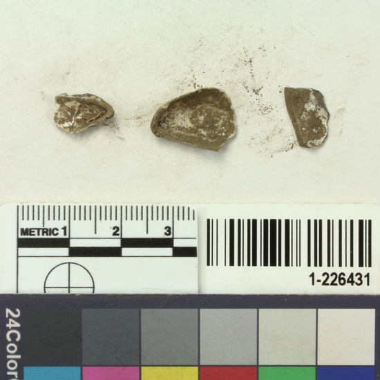 Hearst Museum object titled Shell fragments, accession number 1-226431, described as shell fragments