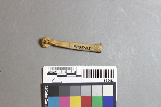 Hearst Museum object titled Mammal bone, accession number 2-35413, described as Sea otter juvenile metatarsal