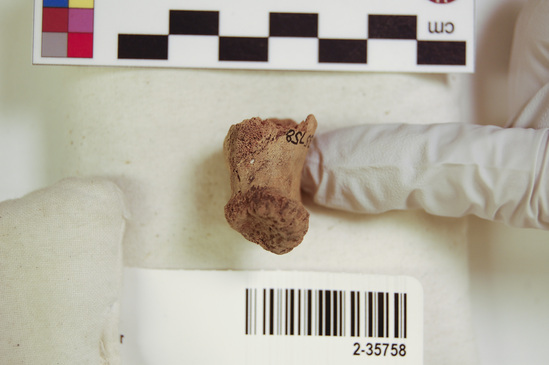 Hearst Museum object 8 of 12 titled Mammal bone, accession number 2-35758, described as Sea otter, right femur.