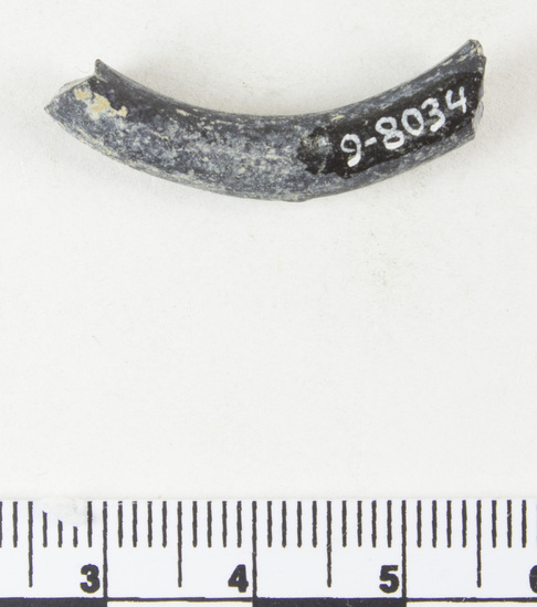 Hearst Museum object 6 of 6 titled Bracelet fragment, accession number 9-8034, described as Glass bracelet frag.; opaque black, twisted curved rod; 29 x 6 mm.