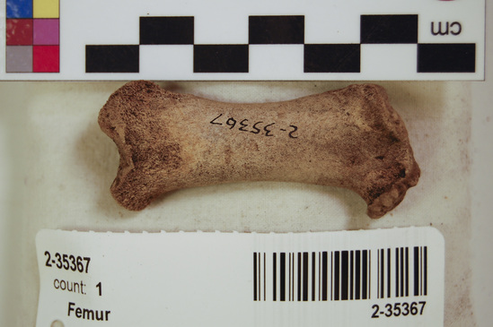 Hearst Museum object 8 of 11 titled Mammal bone, accession number 2-35367, described as Sea otter right femur, juvenile