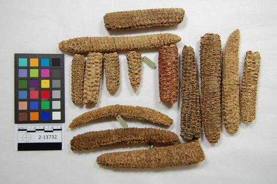 Hearst Museum object titled Potsherd and corn cobs, accession number 2-13732, described as Sherd; Tularosa type, a) corn cobs