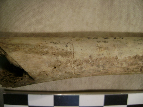 Hearst Museum object 11 of 11 titled Mammal bone, accession number 2-35875, described as Canis lupis ? Femoral diaphysis.