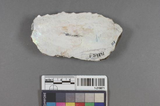 Hearst Museum object titled Shell fragment, accession number 1-219871, described as Worked.