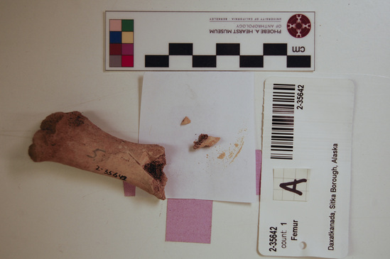 Hearst Museum object 10 of 16 titled Mammal bone, accession number 2-35642, described as Sea otter, juvenile left femur