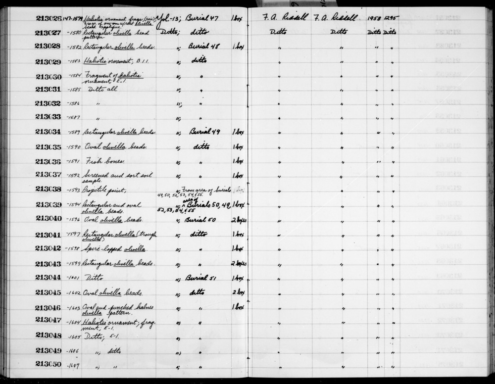 Documentation associated with Hearst Museum object titled Worked shell, accession number 1-213042, described as Spire-lopped olivella. Notice: Image restricted due to its potentially sensitive nature. Contact Museum to request access.