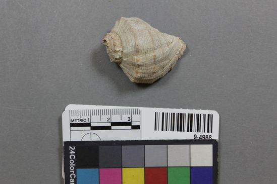 Hearst Museum object titled Shell, accession number 9-4988, described as Rapana rapiformis