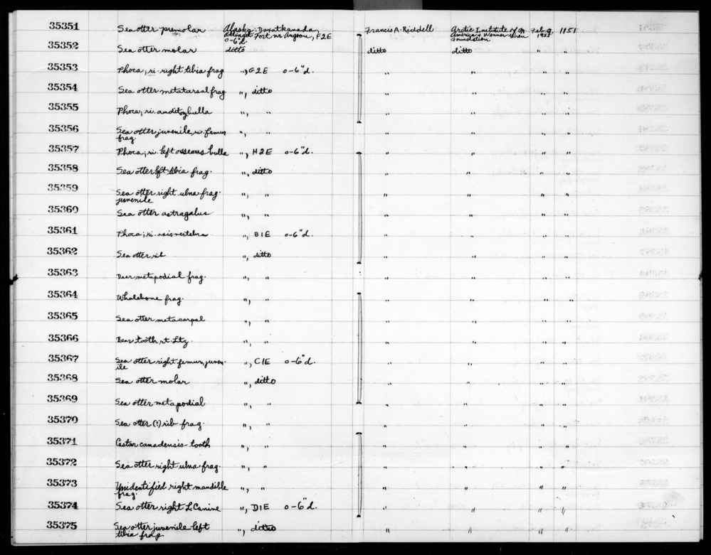 Documentation associated with Hearst Museum object titled Mammal bone, accession number 2-35354, described as Sea otter metatarsal; fragment