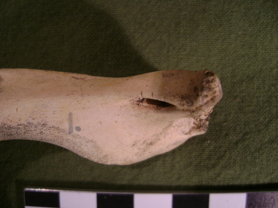 Hearst Museum object titled Mammal bone, accession number 2-36195, described as Sea otter, juvenile, left humerus.