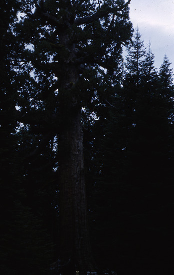 Hearst Museum object titled Color slide, accession number 25-5684, no description available.