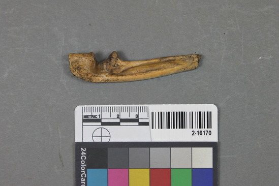 Hearst Museum object titled Worked ulsa, accession number 2-16170, described as Worked ulna (awl ?); fragment. length 7.1 centimeters