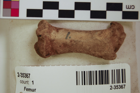 Hearst Museum object 4 of 11 titled Mammal bone, accession number 2-35367, described as Sea otter right femur, juvenile