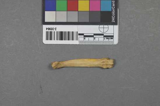 Hearst Museum object titled Mammal bone, accession number 2-35964, described as Sea otter, metatarsal.