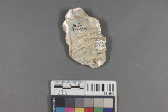 Hearst Museum object titled Shell fragment, accession number 1-219941, described as Worked?