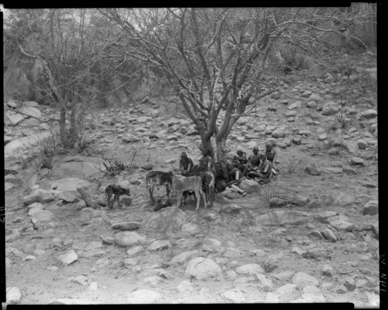 Hearst Museum object titled Black and white negative, accession number 15-32596, described as 8 x 10" Negative. Image depicting the women of Masai. Hoefler's original description: "Masai Wives and Maidens. The Masai were once the most powerful of all East African tribes. They are now widely scattered and due to the white man's intrusion and stopping of inter-tribal warfare, many of their ancient customs are dying out. They still maintain, however, the rule of having as many wives as they can arrange to buy. In this district the average price was two steers, two cows, and one drum of honey beer per virgin, with second hand wives somewhat less, the price depending on the law of supply and demand. It is the duty of the women to care for the calves as well as their children. The Masai is a large tribe and widely scattered so that it would be hard to say exactly what the customs of the tribe were, especially now that the white man's intrusion has tended to change their customs. I talked to the old chiefs and can say with authority that they still buy wives with cattle, the price being two steers, two cows, and one drum of honey beer. Of course the prices changed up and down according to the demand and supply, but at the present time the market is firm at the above price. A Masai can have as many wives as he can afford to buy.