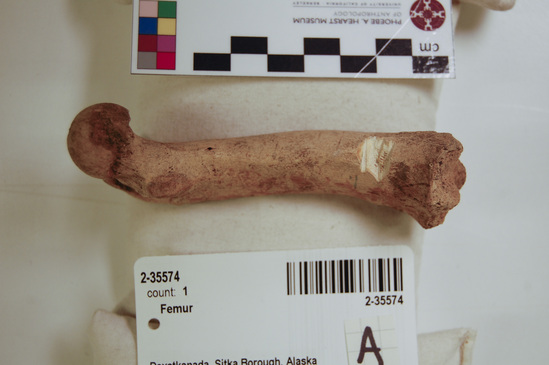 Hearst Museum object titled Mammal bone, accession number 2-35574, described as Sea otter, left femur.