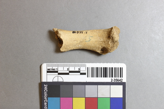 Hearst Museum object 14 of 16 titled Mammal bone, accession number 2-35642, described as Sea otter, juvenile left femur