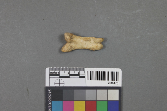 Hearst Museum object titled Mammal bone, accession number 2-36170, described as Bear, phalanx.