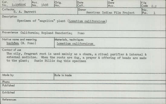 Documentation associated with Hearst Museum object titled Angelica, accession number 1-198226, described as Dried specimen of "angelica" plant, Lomatium californicum.