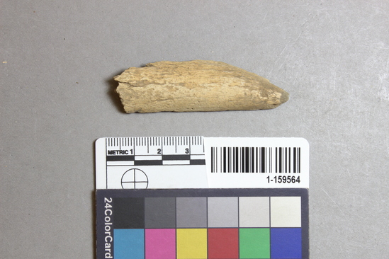 Hearst Museum object titled Worked bone, accession number 1-159564, described as Worked; possible wedge