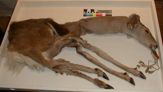 Hearst Museum object titled Deerskin, accession number 1-11803, described as Stuffed deerskin, with eyes and tongue of red woodpecker feathers.