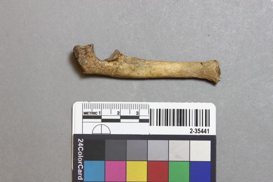 Hearst Museum object titled Mammal bone, accession number 2-35441, described as Sea otter juvenile left ulna