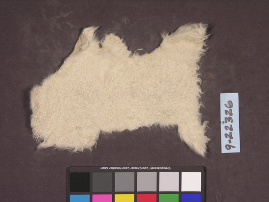 Hearst Museum object titled Sheep skin sample, accession number 9-22326, described as tanned, hair-on; kid or lamb skin.  repaired as needed. all white.