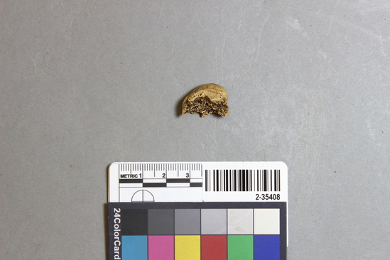 Hearst Museum object titled Mammal bone, accession number 2-35408, described as Sea otter, left femur fragment