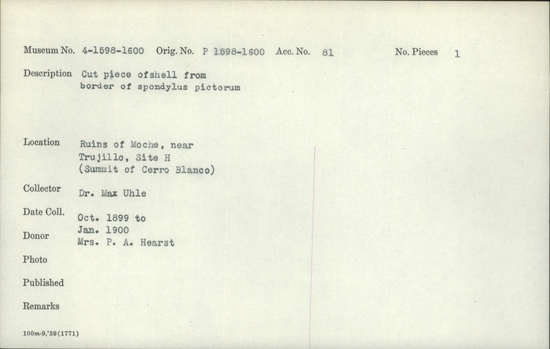 Documentation associated with Hearst Museum object titled Cut shell piece, accession number 4-1599, described as Cut piece of shell from border of Spondylus pictorum.