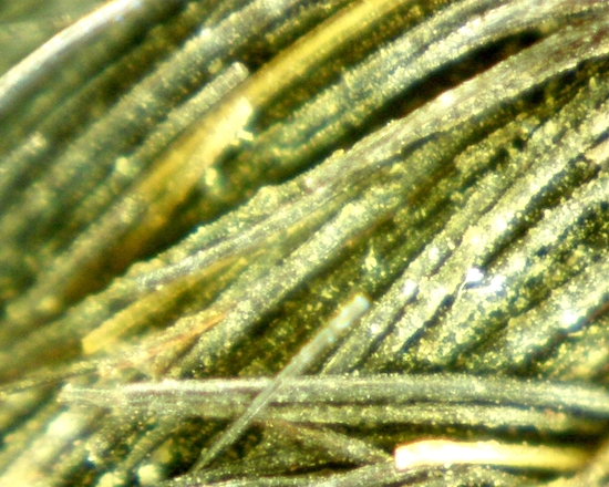 Hearst Museum object 11 of 72 titled Sling, accession number 4-5094, no description available.