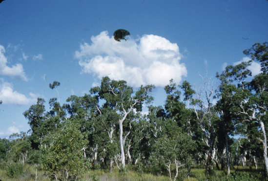 Hearst Museum object titled Color slide, accession number 25-439, described as Niaouli trees, West Coast