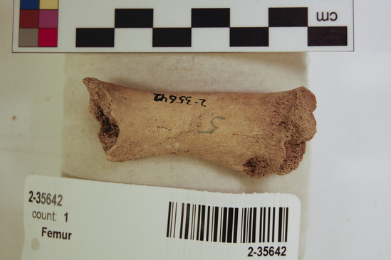 Hearst Museum object 11 of 16 titled Mammal bone, accession number 2-35642, described as Sea otter, juvenile left femur