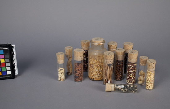 Hearst Museum object titled Beans, accession number 2-17610, described as Mixed teparys, Phaseolus acutifolius, flat type.